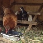 Hen-Chick-Eating-thumbnail